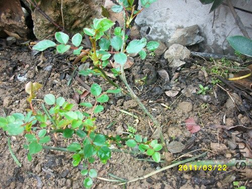 ALIM1078_����.jpg