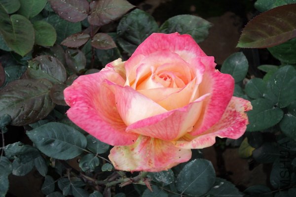 �ⲻ֪��ʲôƷ��