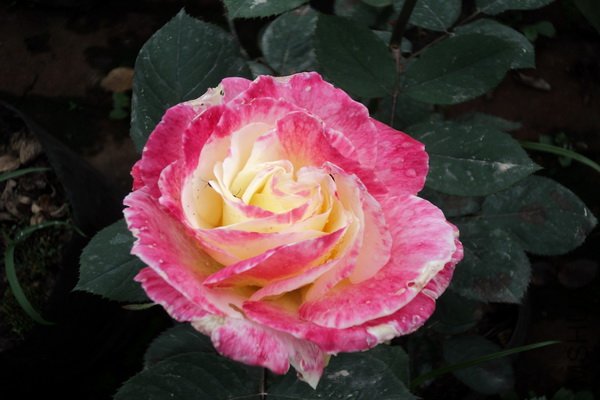 ���Ǵ�˵�еĺ�˫ϲ��