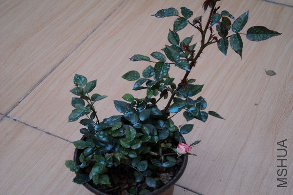 ��Ƭ 127_������С.jpg