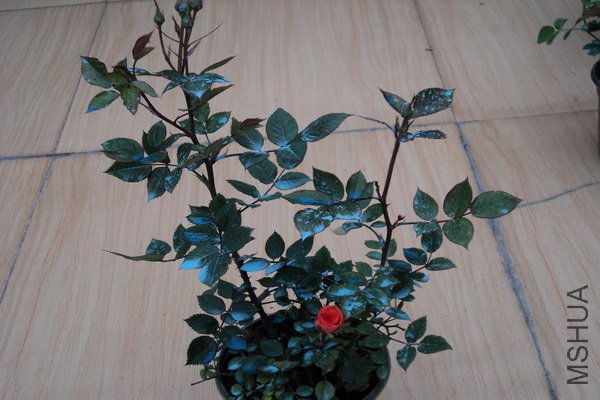 ��Ƭ 126_������С.jpg