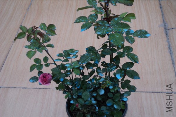 ��Ƭ 125_������С.jpg