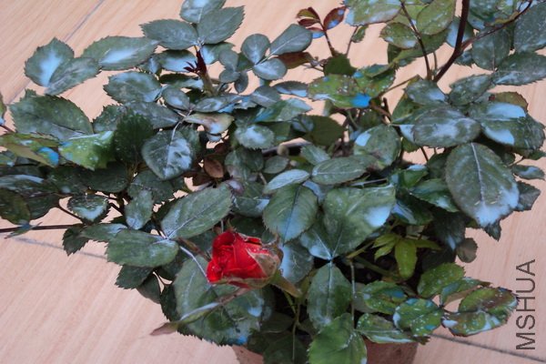 ��Ƭ 129_������С.jpg