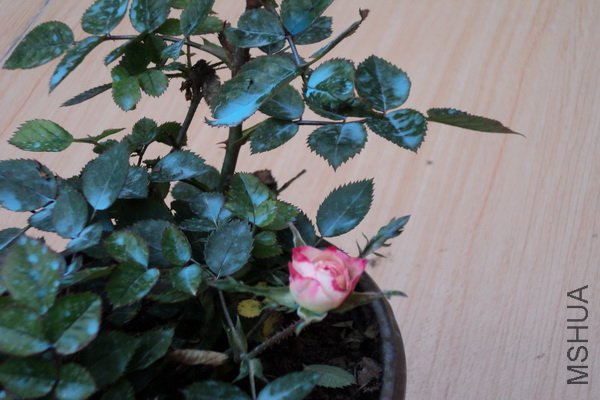 ��Ƭ 128_������С.jpg