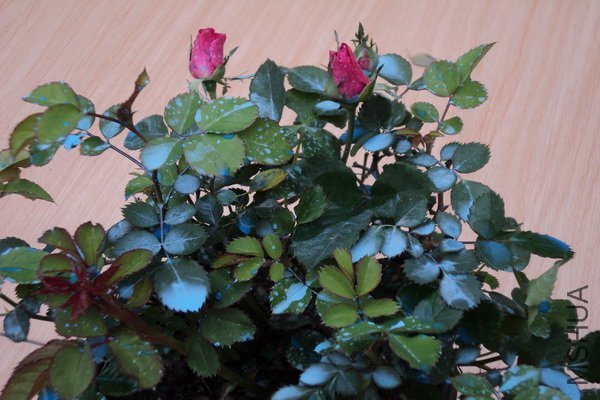 ��Ƭ 130_������С.jpg