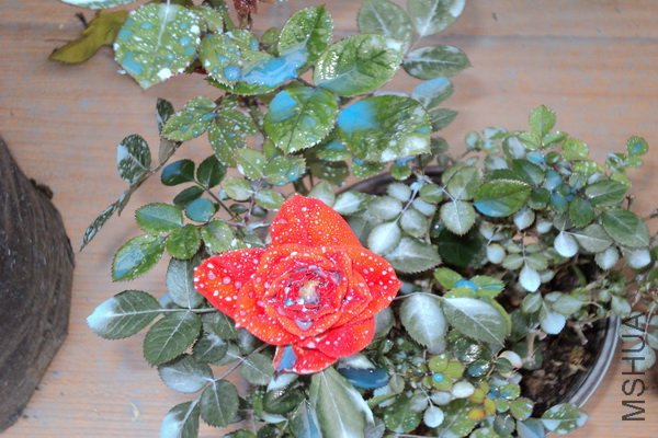 ��Ƭ 132_������С.jpg