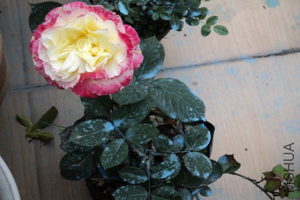 ��Ƭ 133_������С.jpg