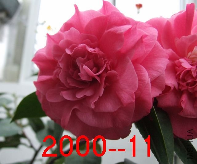 ���꿪�Ļ���