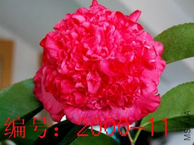 ��һ�γ����Ļ���