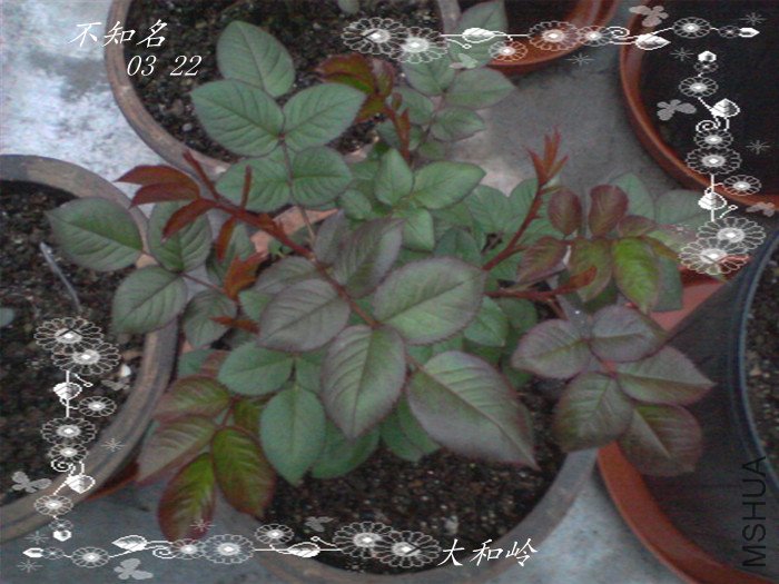 ��Ƭ-0010_����.jpg