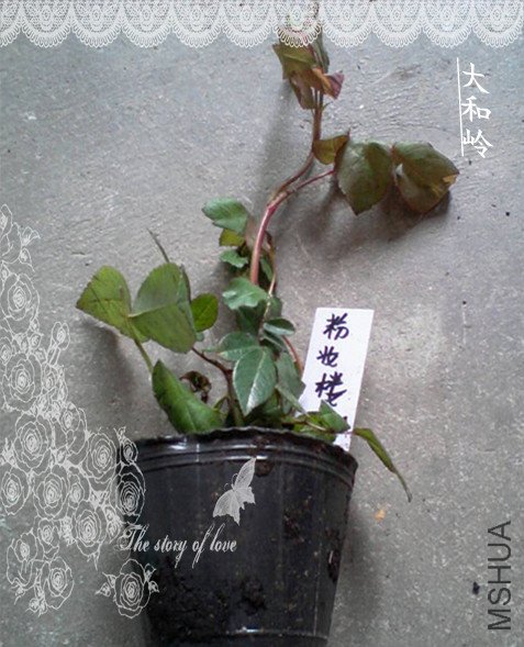 ��Ƭ-0018_e1_����_����.jpg