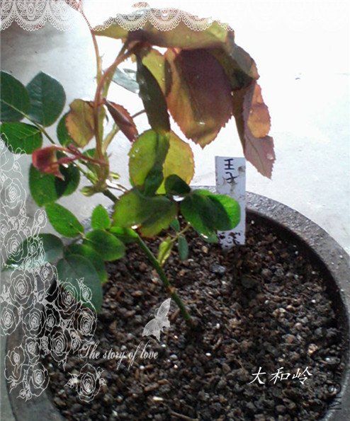 ��Ƭ-0030_e1_����_����.jpg