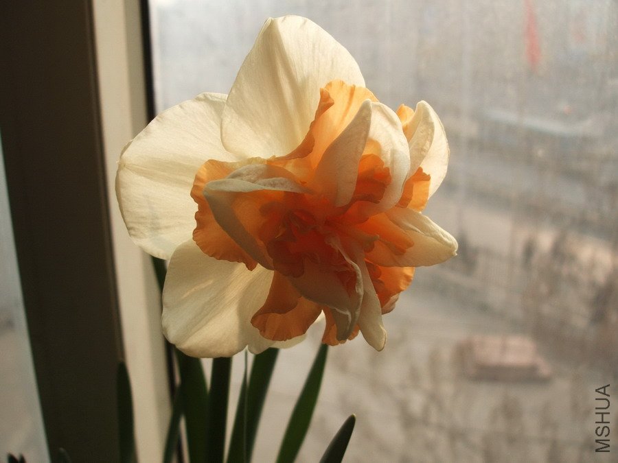 DSCF4239.jpg