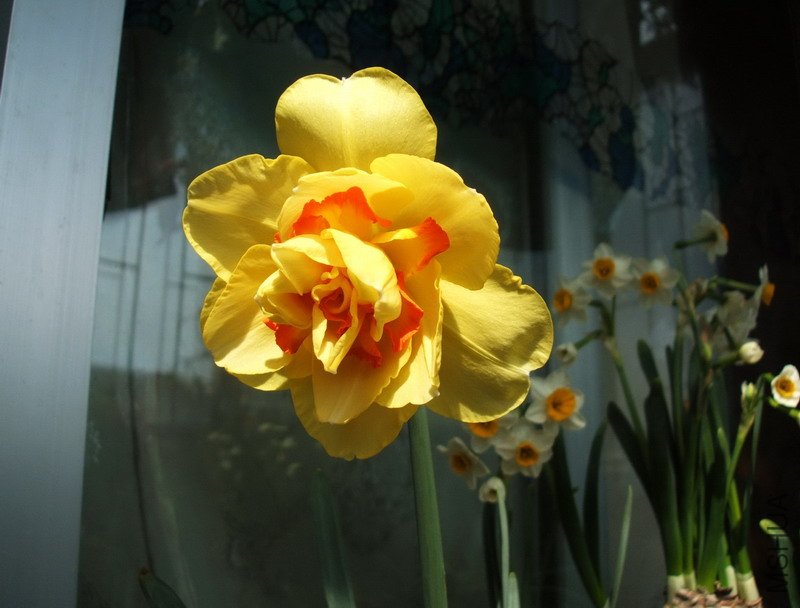 DSCF4335.jpg