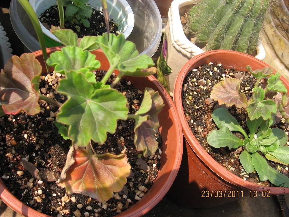 201103 037.jpg