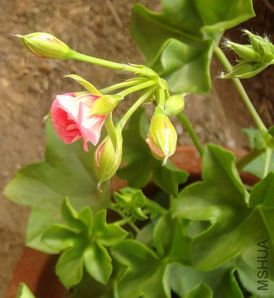 DSC08064.JPG