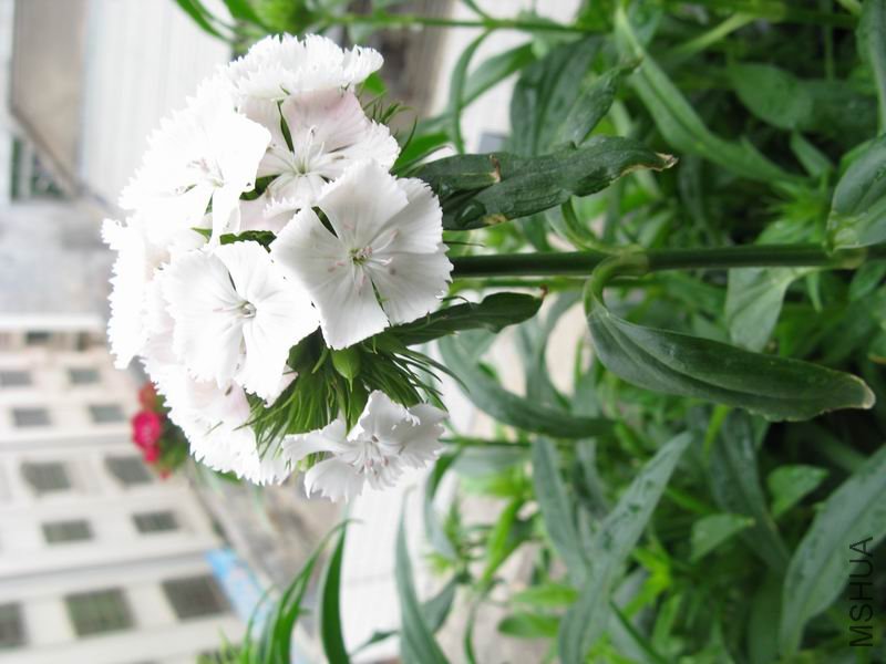 ʯ��_0009.jpg