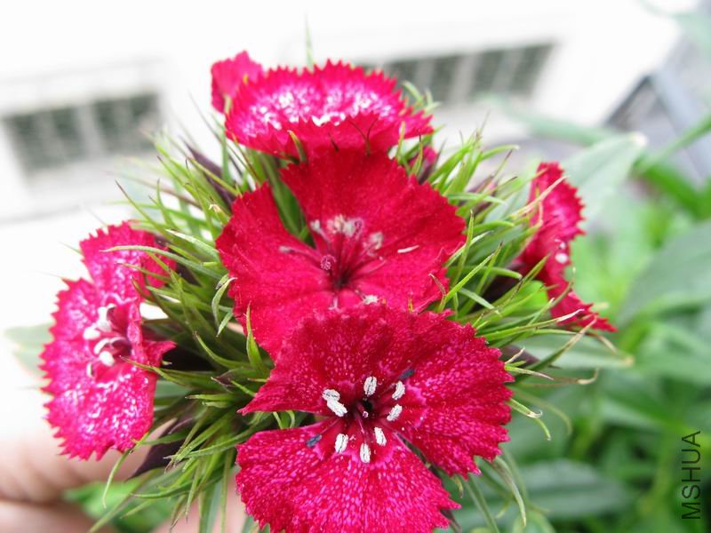 ʯ��_0012.jpg