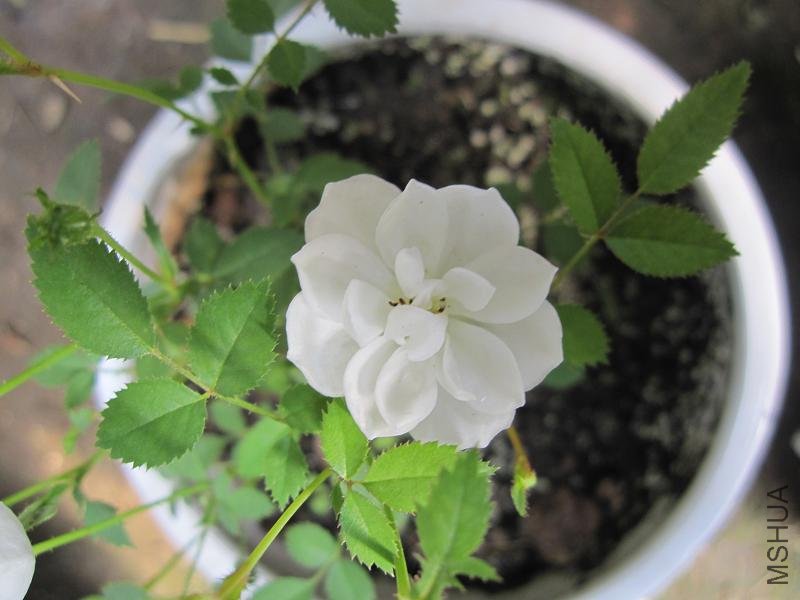 ��Ƭ 026.jpg