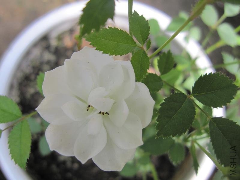 ��Ƭ 029.jpg
