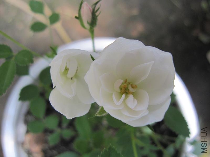 ��Ƭ 027.jpg