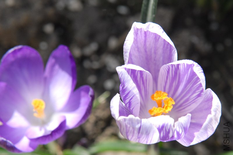 ������컨����Ư����