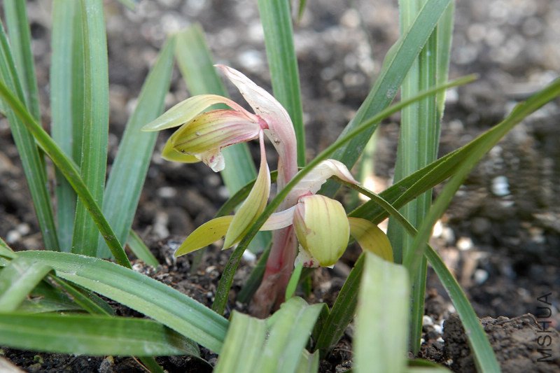 ����һ��Ҳ��������