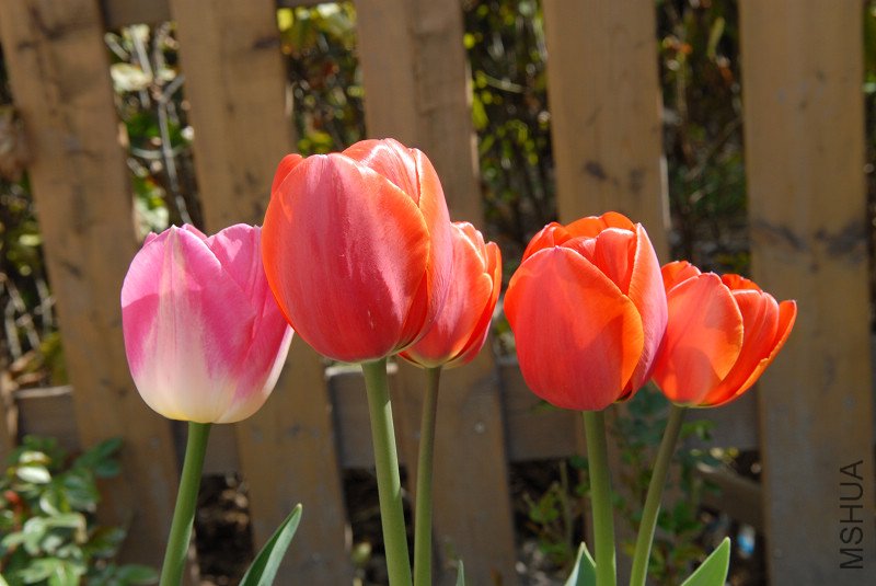 �����ɫ����������ϲ��