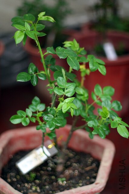 0IMG_9323.jpg