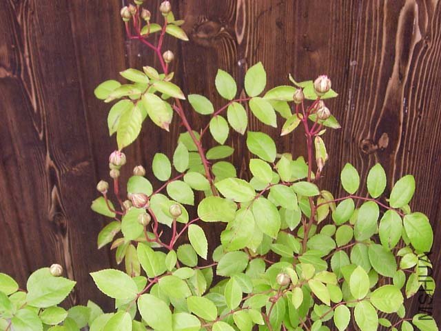 ���ҶƬ�Ƚϼ�