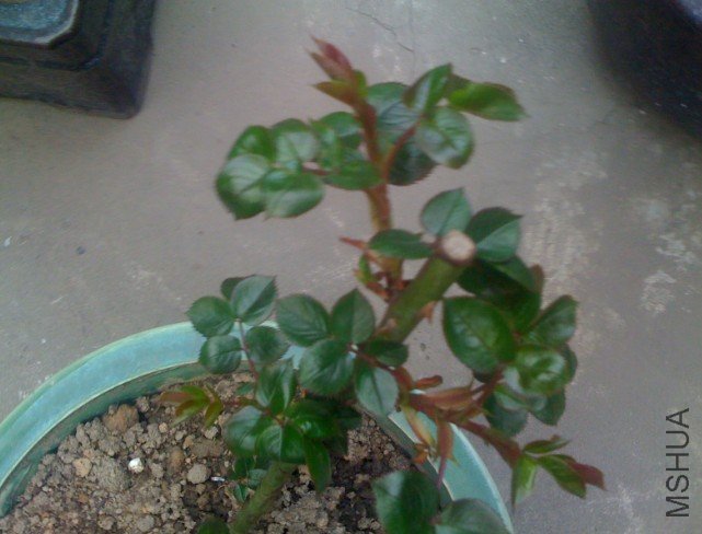 �ѹ���ͼ_2011-03-26_15-50-09.jpg