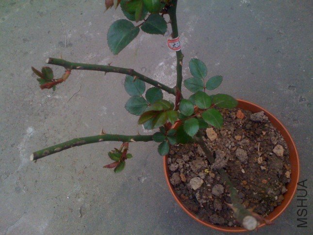 �ѹ���ͼ_2011-03-26_15-49-22.jpg