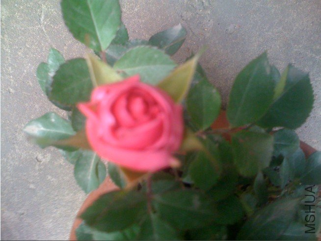 �ѹ���ͼ_2011-03-26_15-44-16.jpg