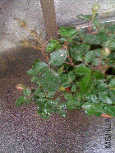 �ѹ���ͼ_2011-03-26_15-52-30.jpg