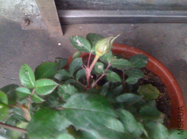 �ѹ���ͼ_2011-03-26_15-53-01.jpg