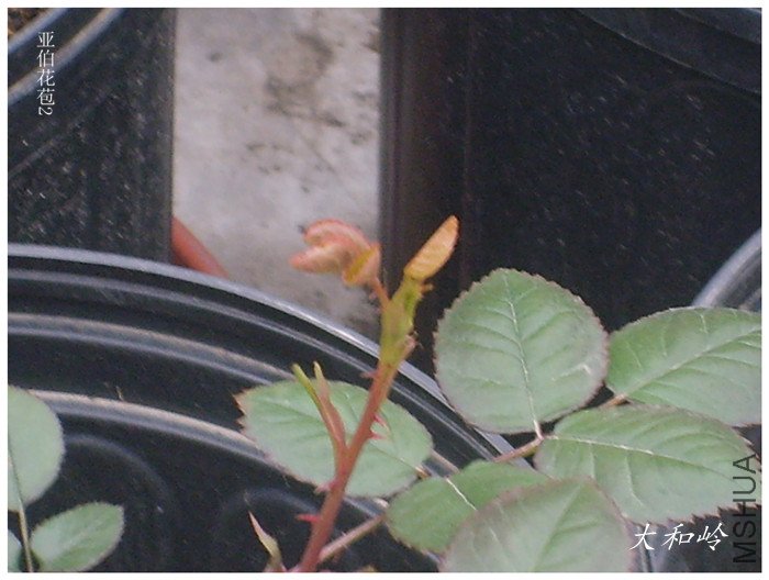 S6000004_����.jpg