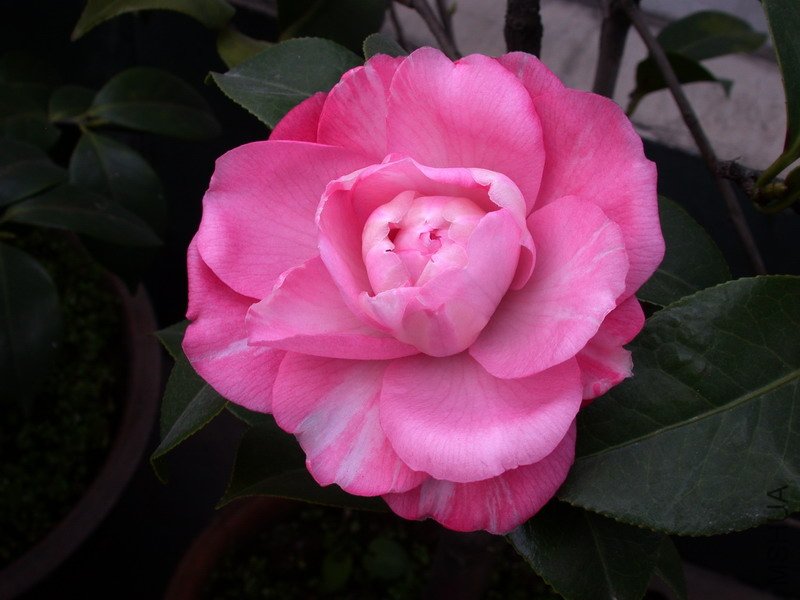 ţ��������