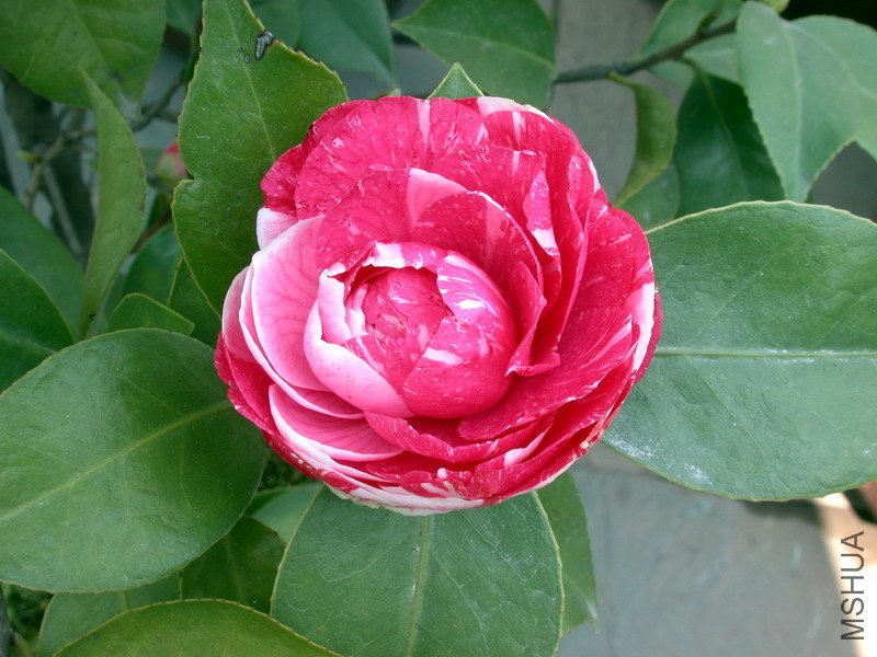 ԧ����ʼ��