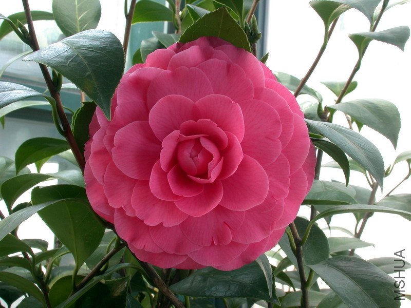 ����ɯ��֯Ů���һ��