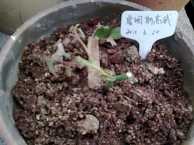 27̖���յ�ղķ˹����