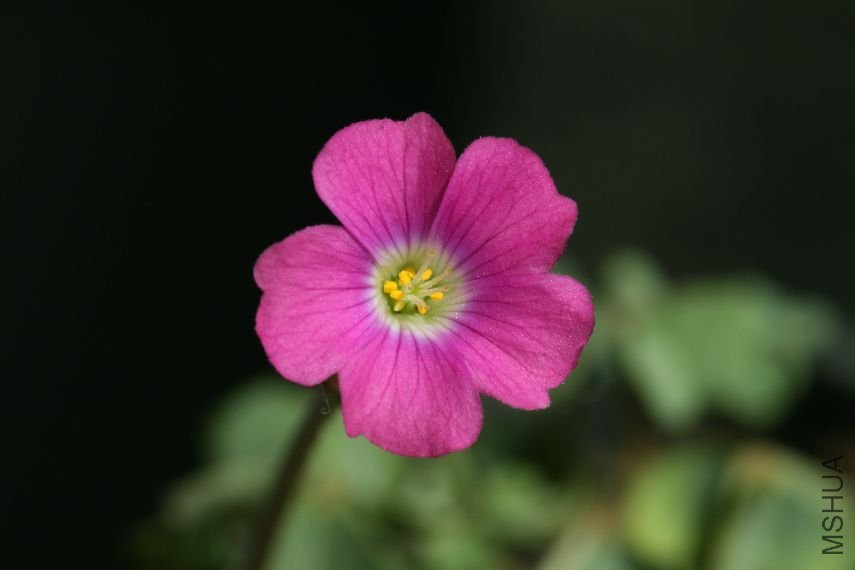 Oxalis Arenaria