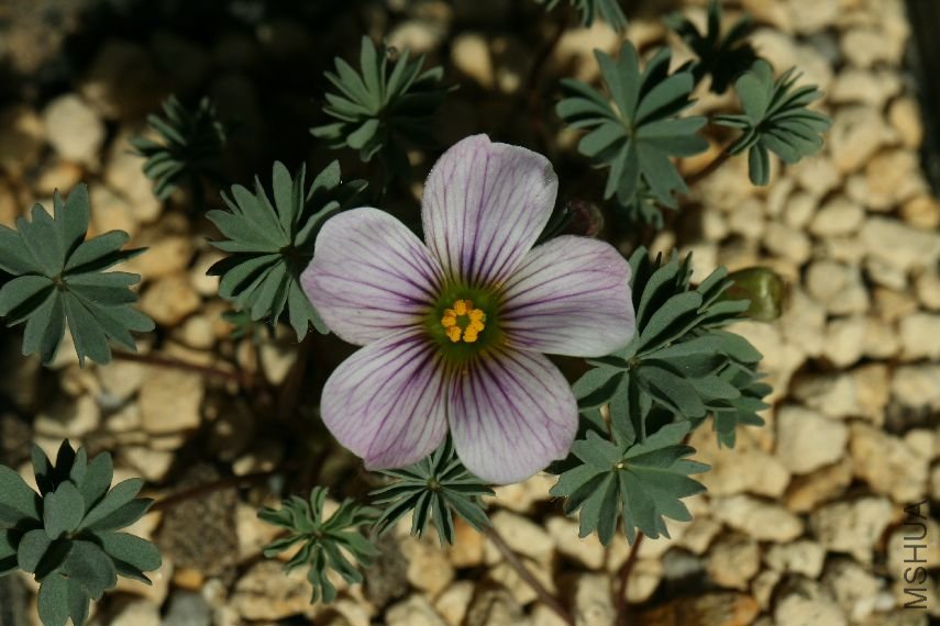 Oxalis 'Ione Hecker'