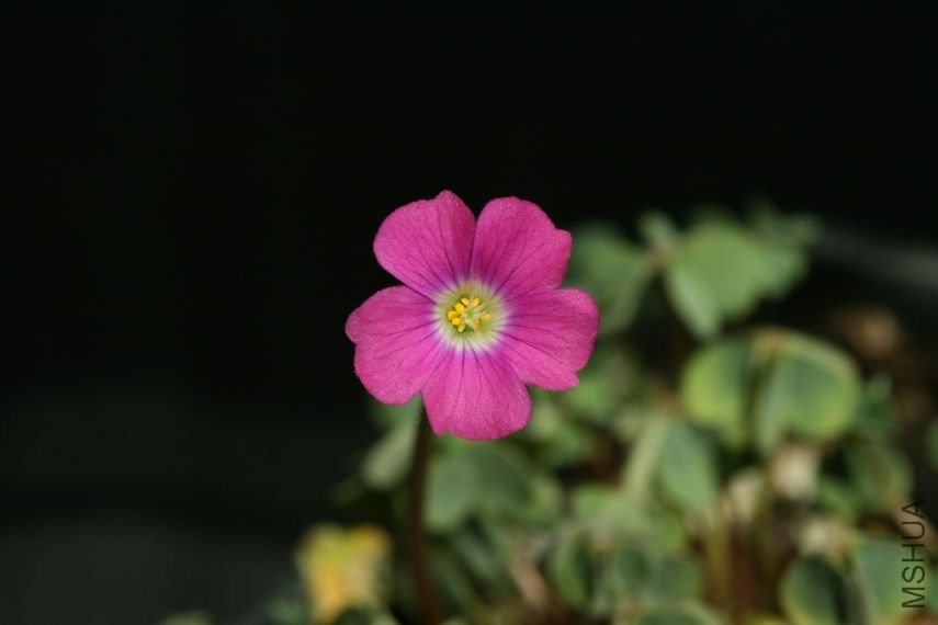 Oxalis Arenaria