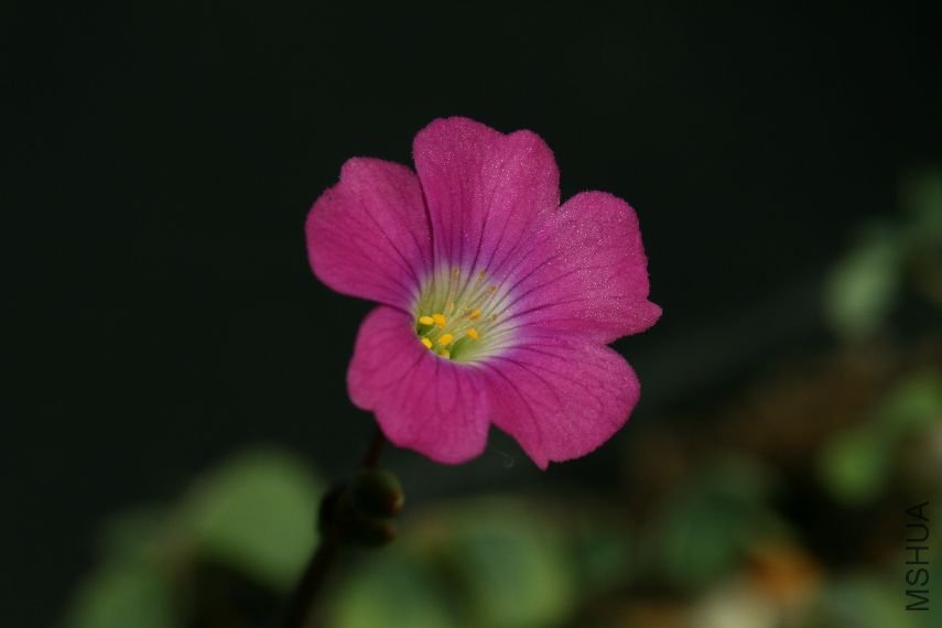 Oxalis Arenaria