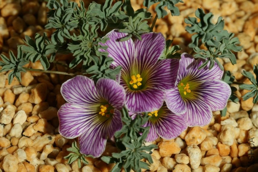 Oxalis 'Gwen McBride'