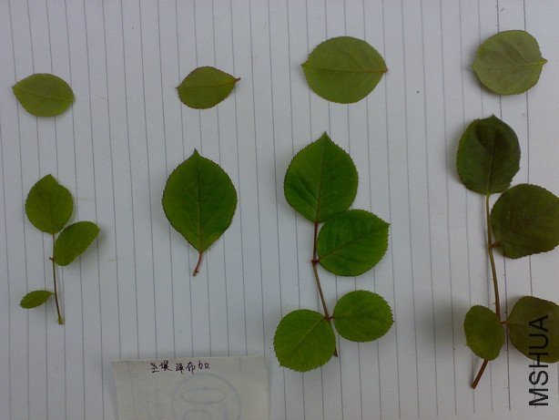 20110327681.jpg