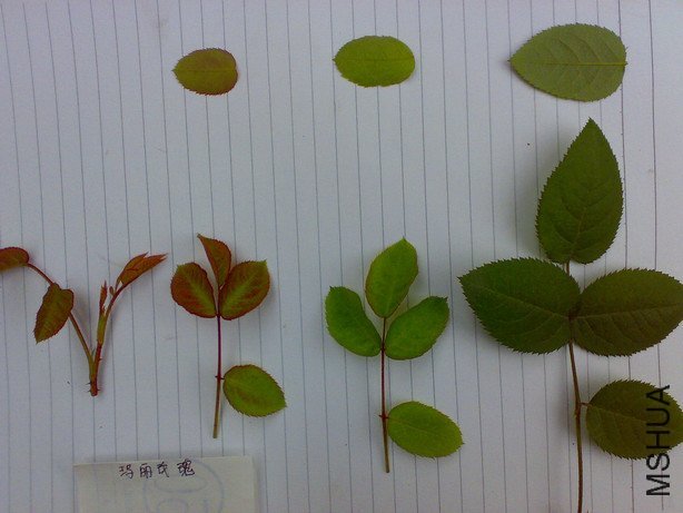 20110327683.jpg