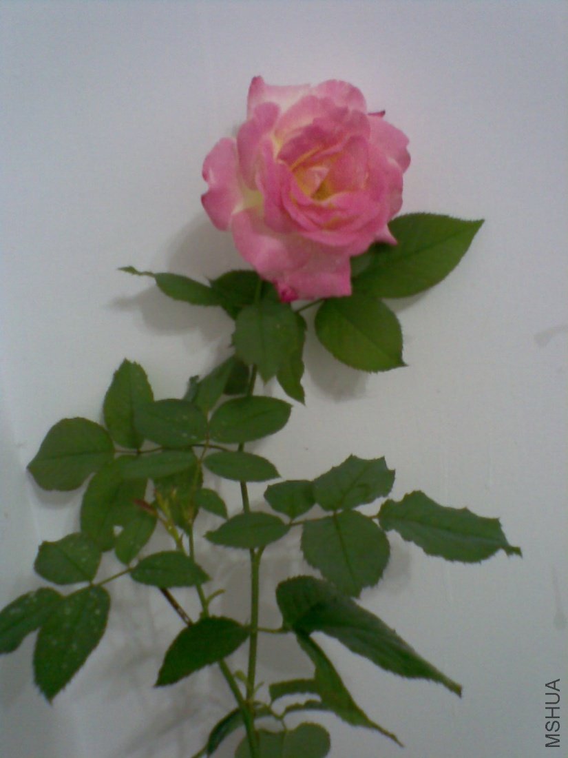 �ǳ�����