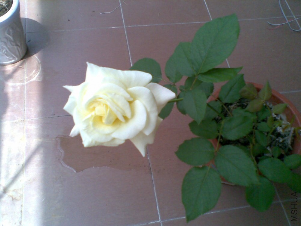 �ոտ��ĵĻ�