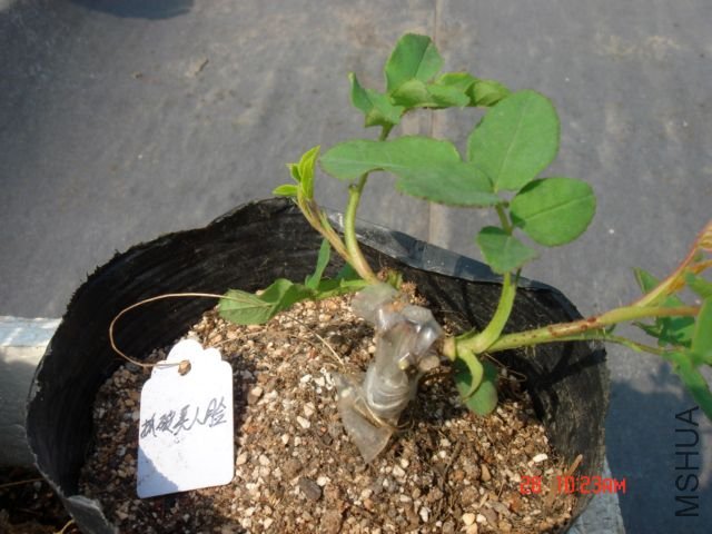 ץ��������